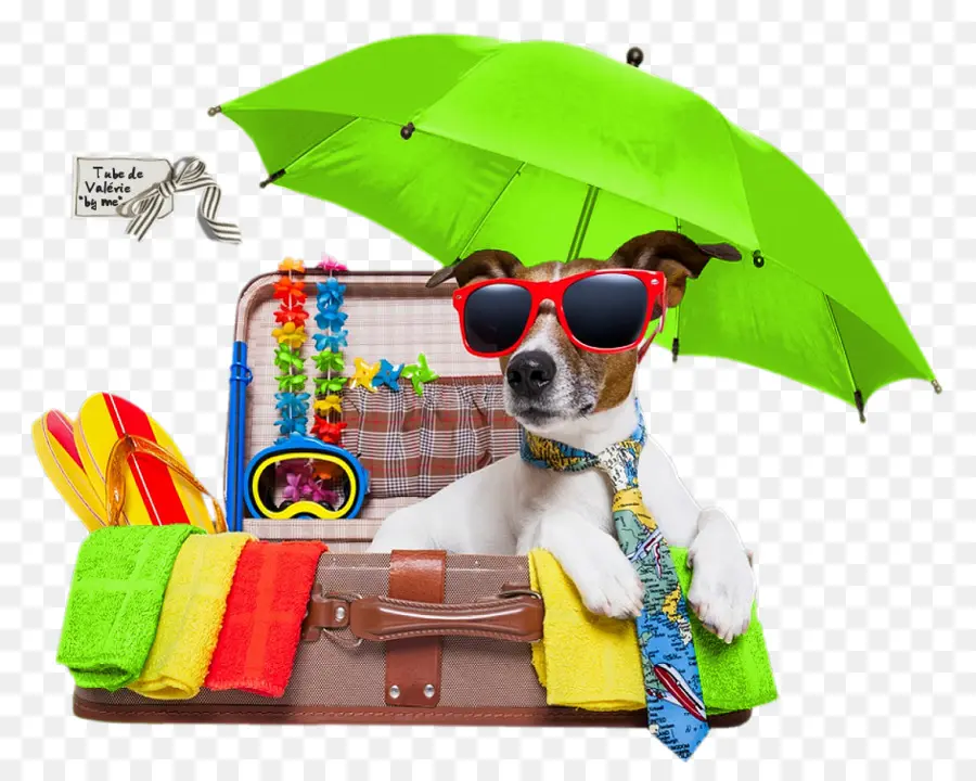 Vacaciones，Jack Russell Terrier PNG