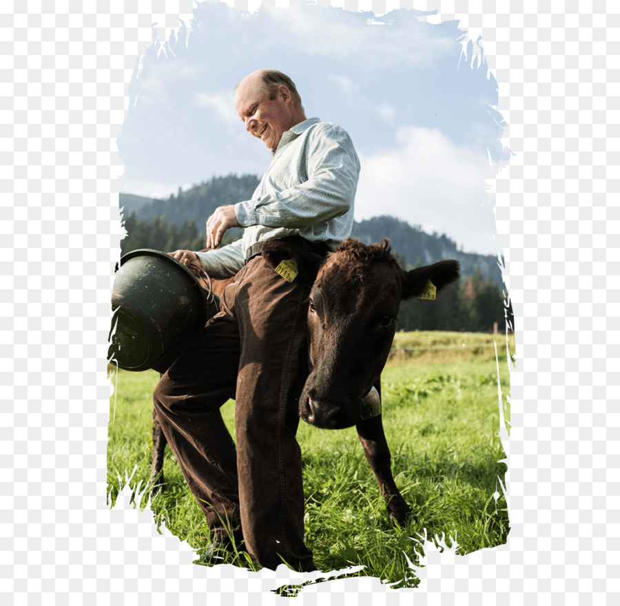 Ganado，Caballo PNG