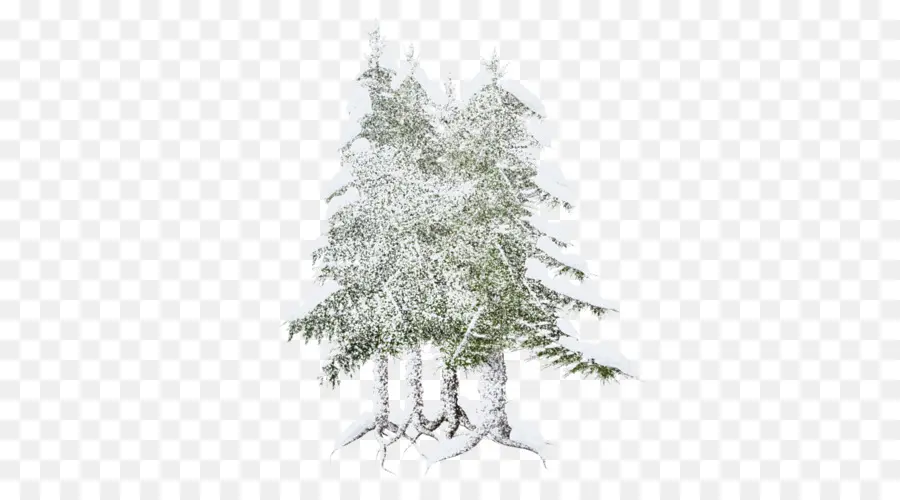 Abeto，árbol De Navidad PNG