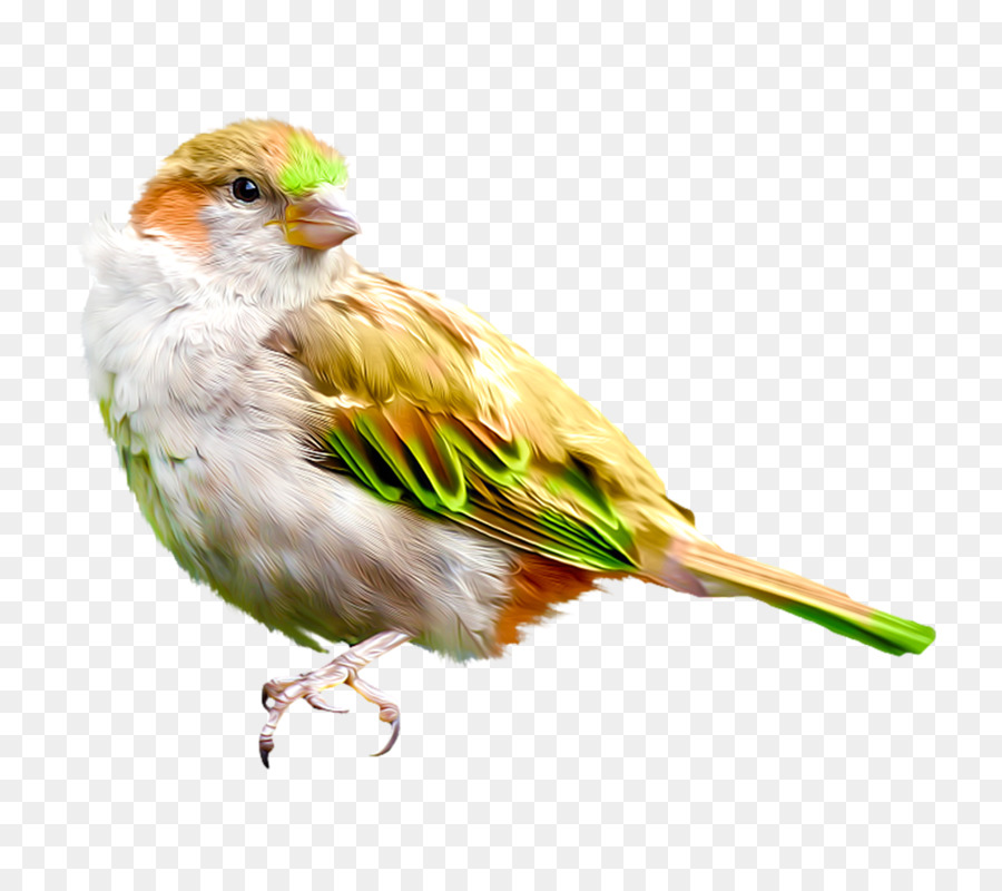 Pájaro，Plumas PNG