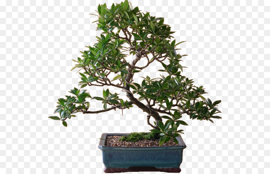 Árbol Bonsái，Miniatura PNG