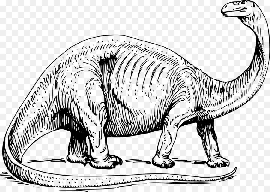 Brontosaurio，Apatosaurio PNG
