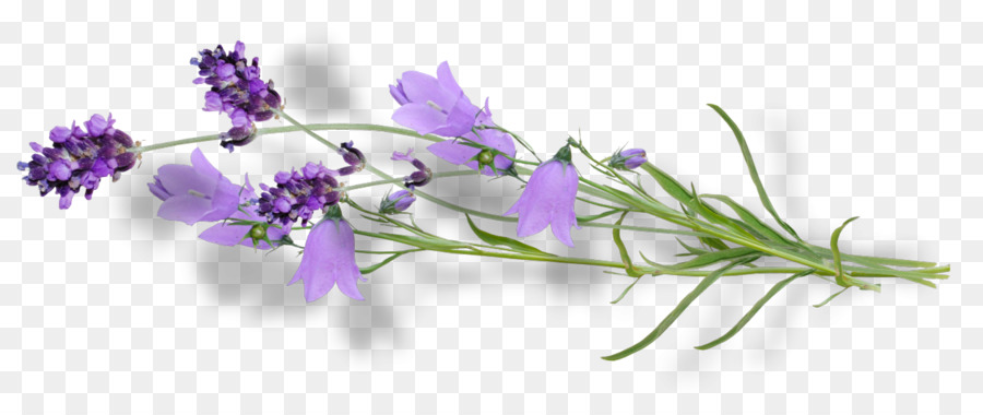 Violeta，Flor PNG