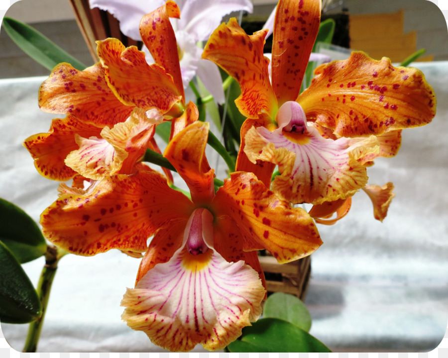 Las Orquídeas Cattleya，Rhynchostylis PNG