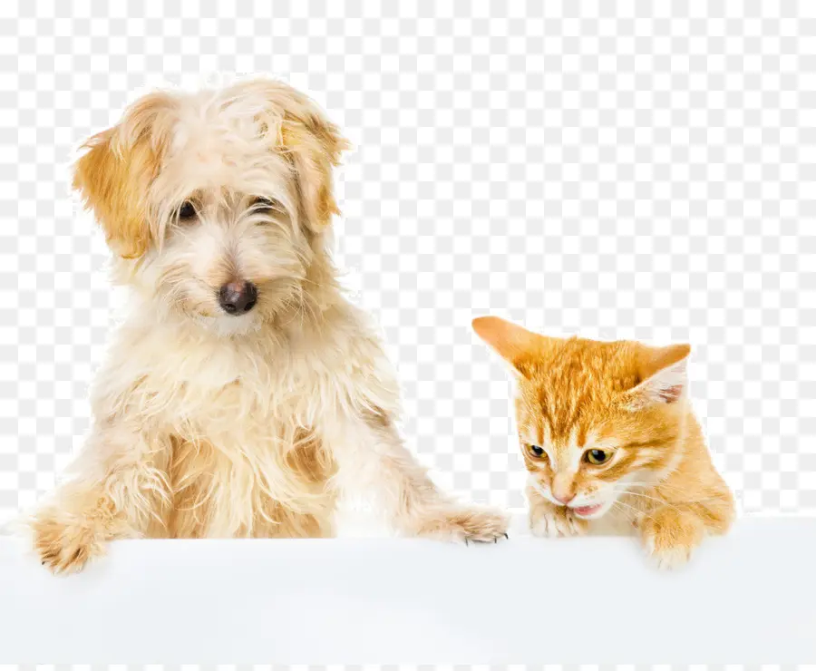 Perro Y Gato，Mascota PNG