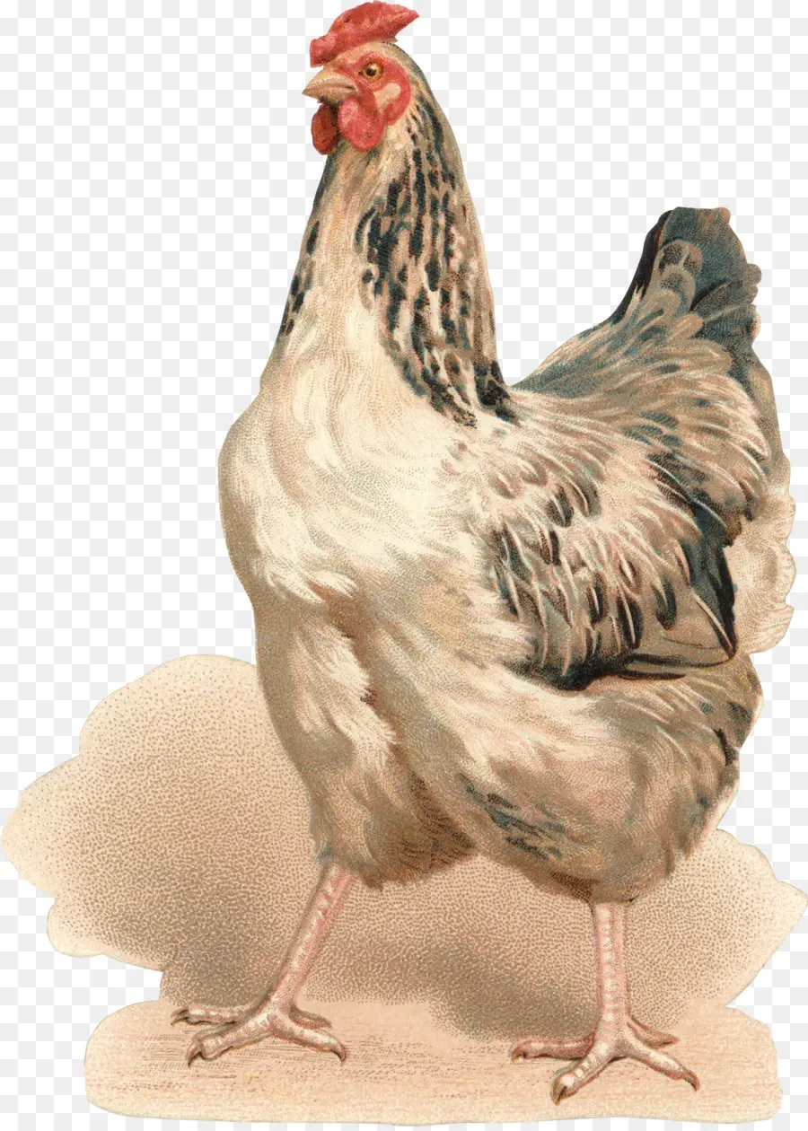 Rooster，Pollo PNG