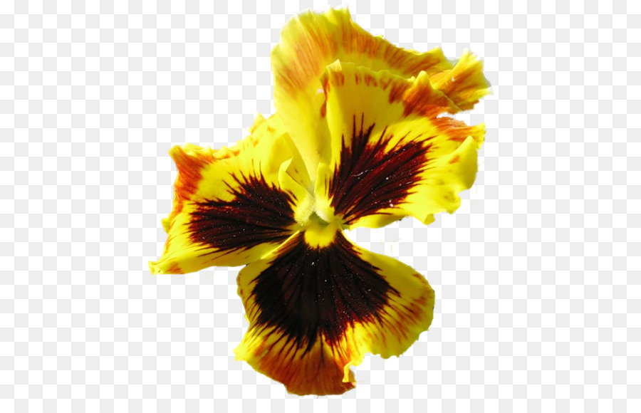 Flor，Florecer PNG