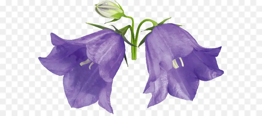 Flor，Campanula PNG