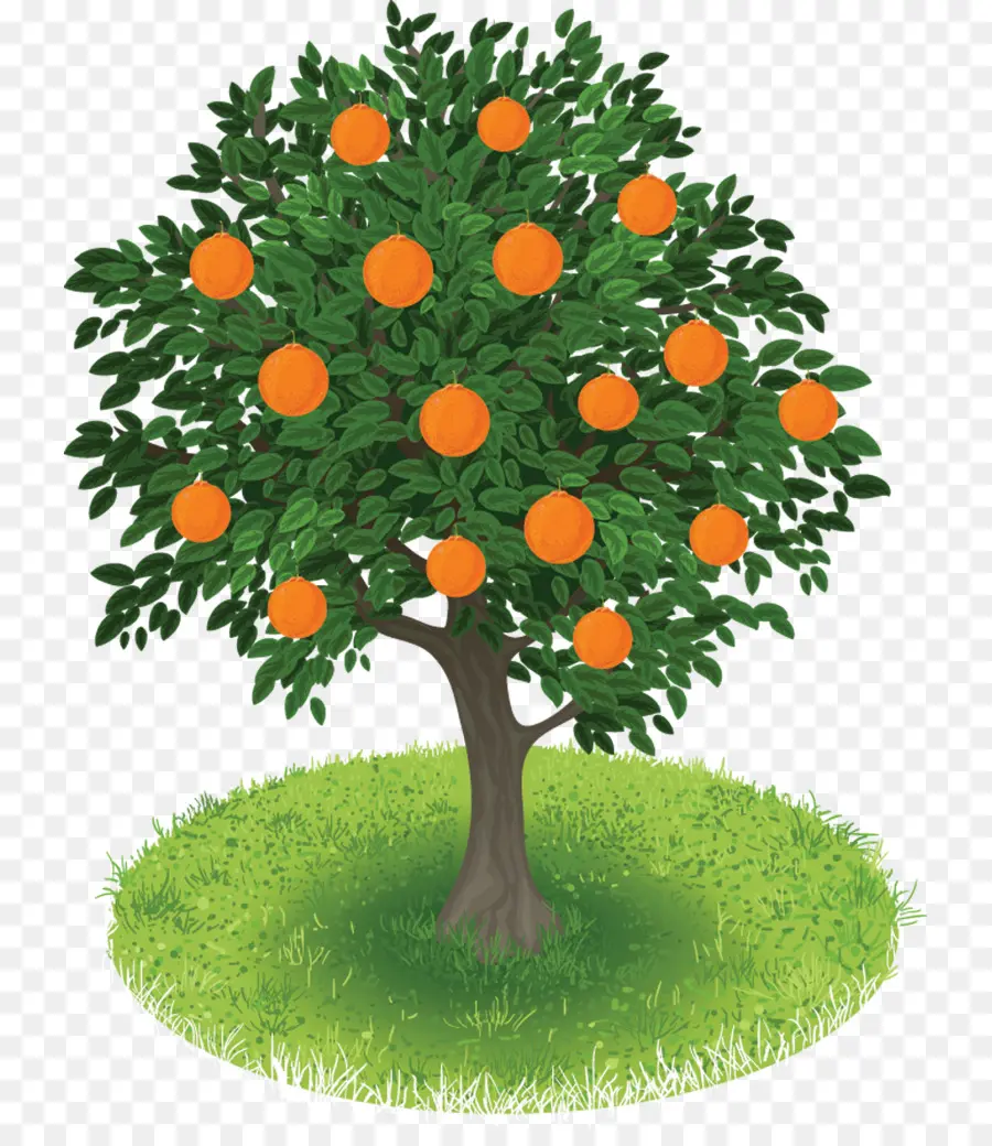 Manzana，árbol PNG