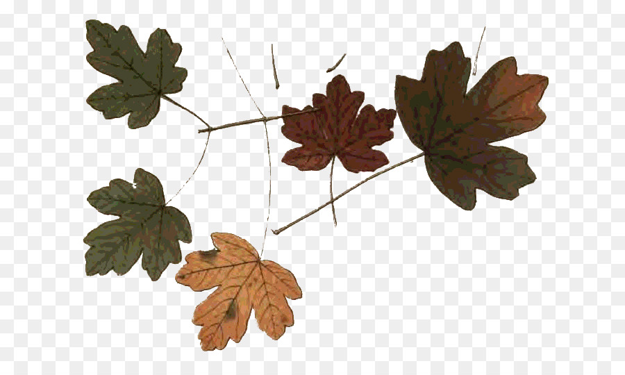 Otoño，Hoja PNG