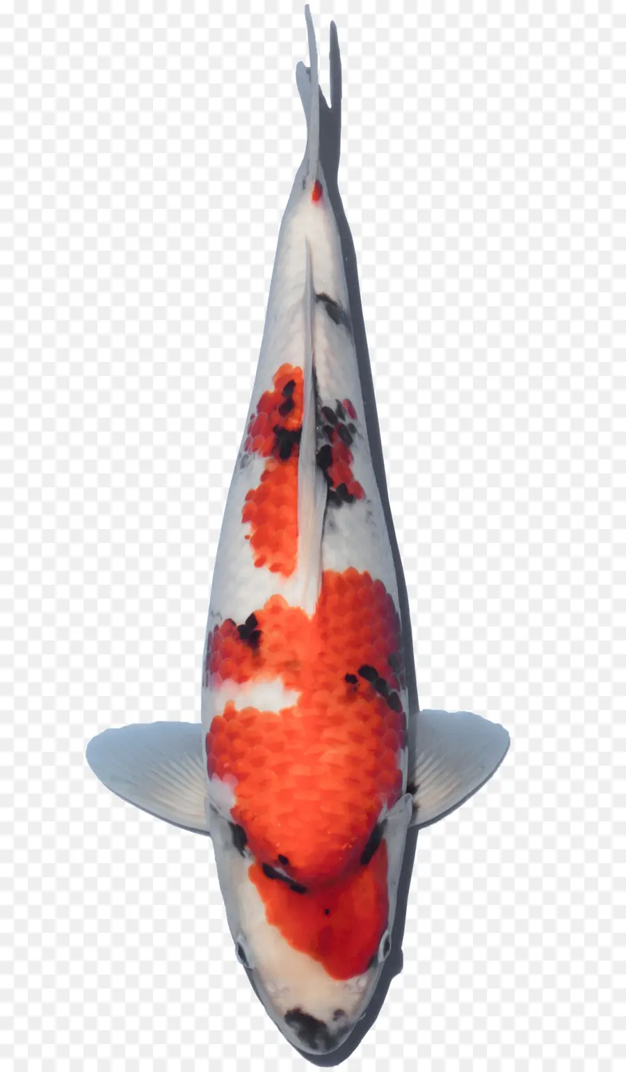 Koi，Youtube PNG