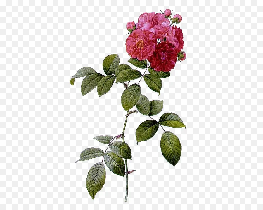 Rosa Rosa，Hojas PNG