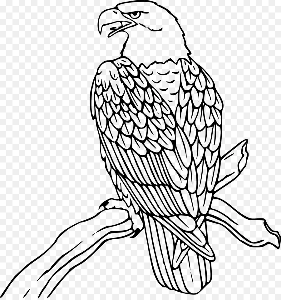 águila Calva，Libro Para Colorear PNG