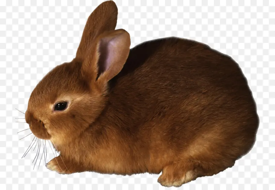 Lindo Conejo，Conejo PNG