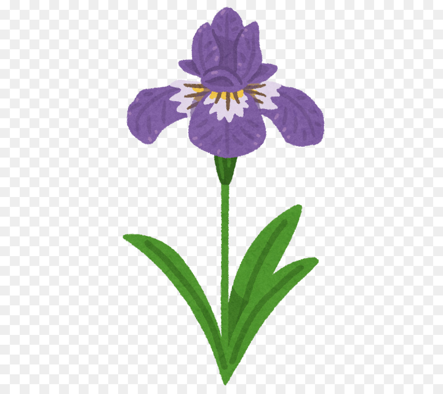 Iris Morado，Planta PNG