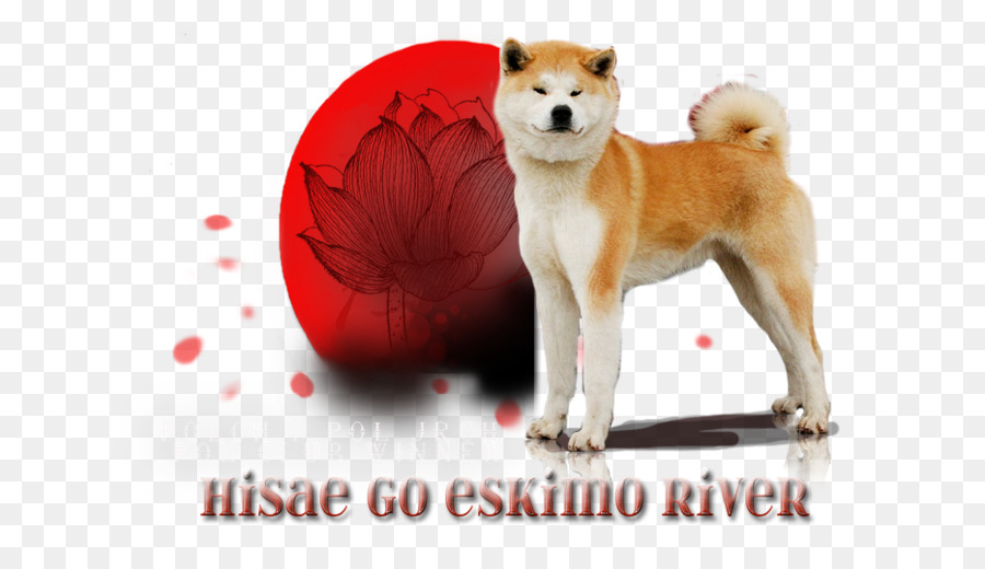 Akita，Shiba Inu PNG