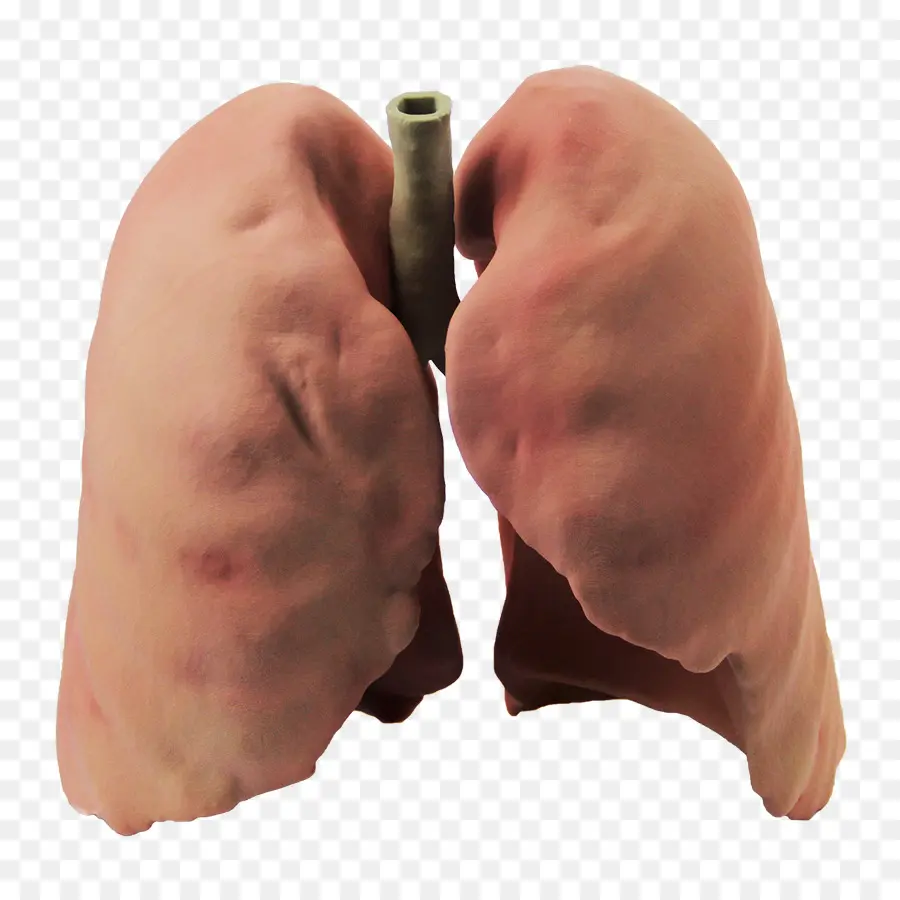 Pulmones Humanos，Respiratorio PNG