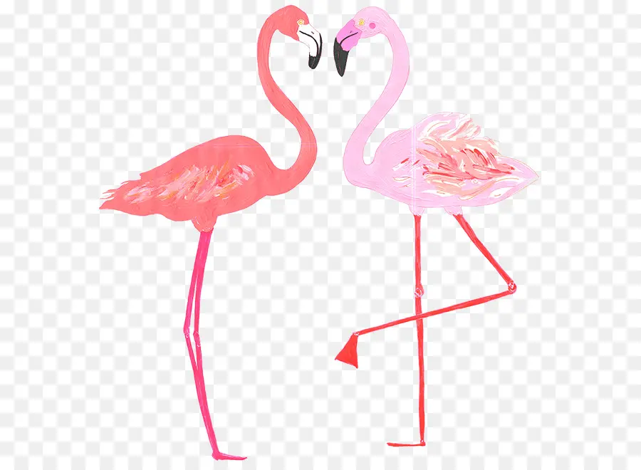 Babb Foto，Flamingo PNG