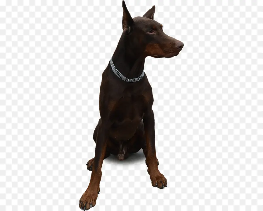 Dobermann，Pinscher Miniatura PNG