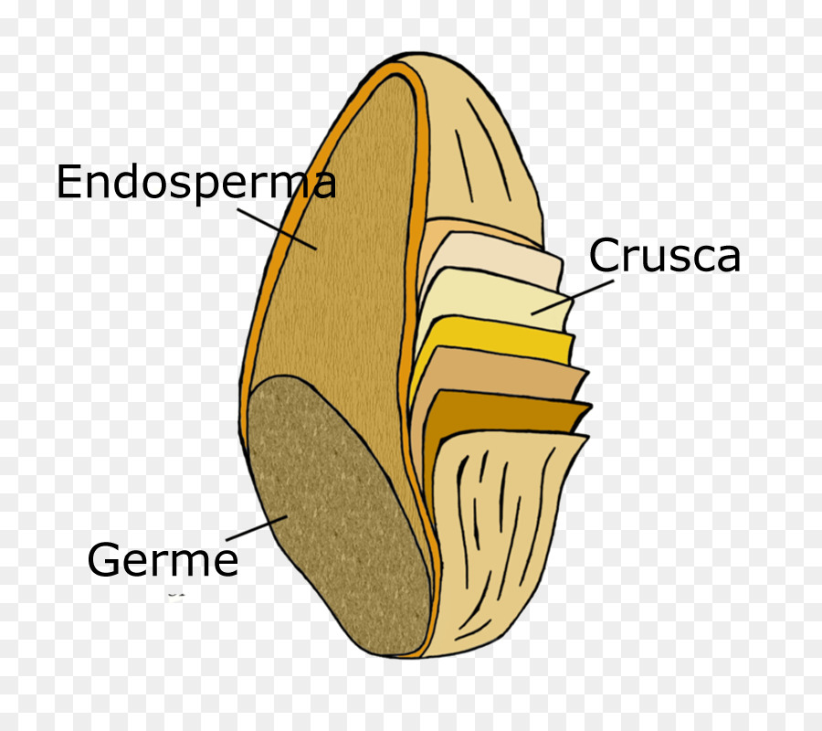 Focaccia，La Pasta PNG