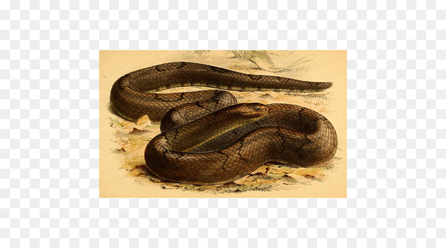Boa Constrictor，La Serpiente De Cascabel PNG