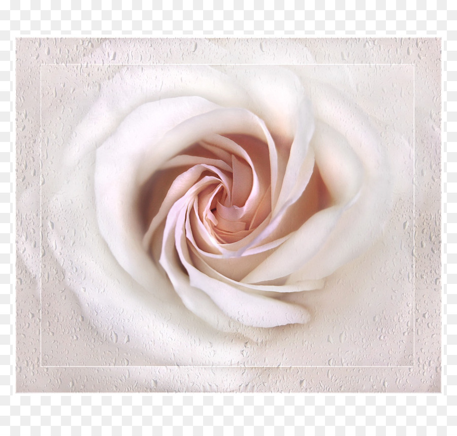 Las Rosas De Jardín，Primer Plano PNG