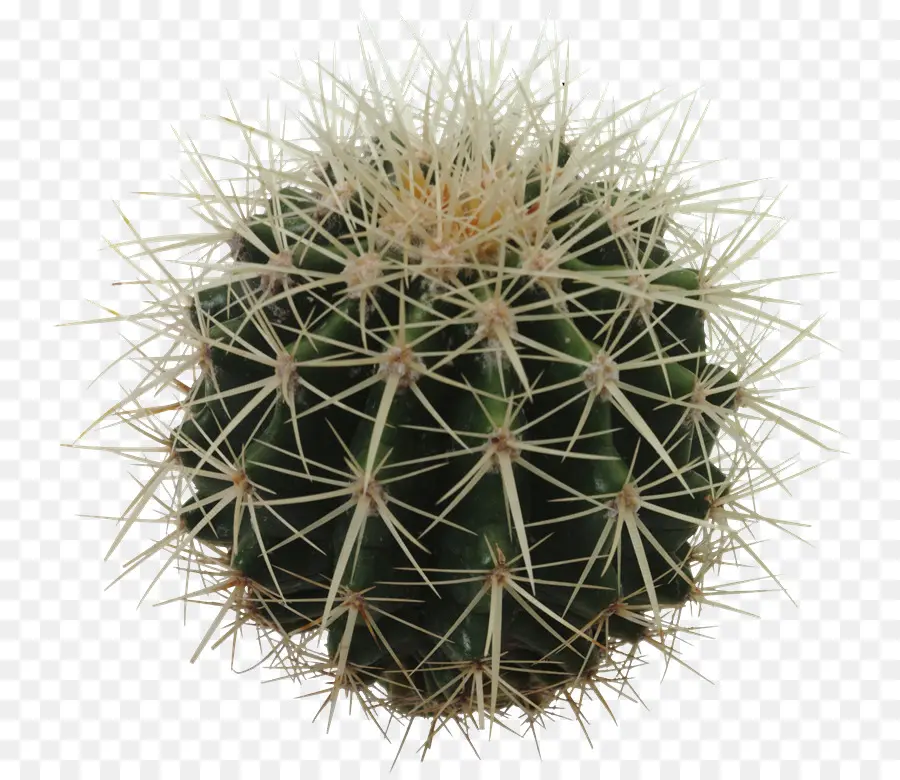 Cactus，Puntiagudo PNG