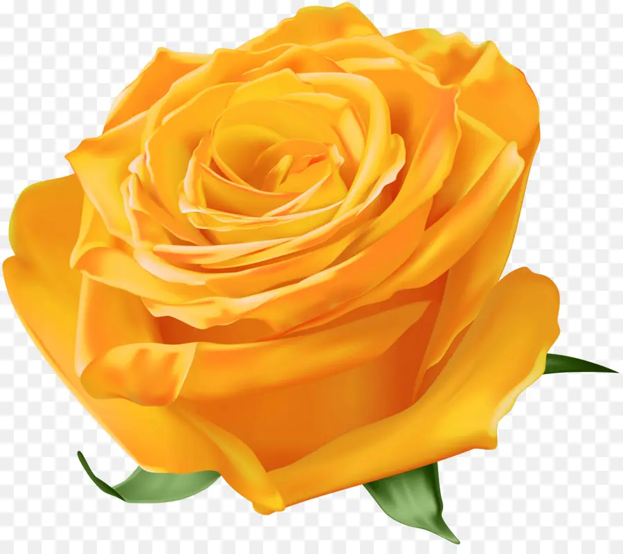 Las Rosas De Jardín，Amarillo PNG