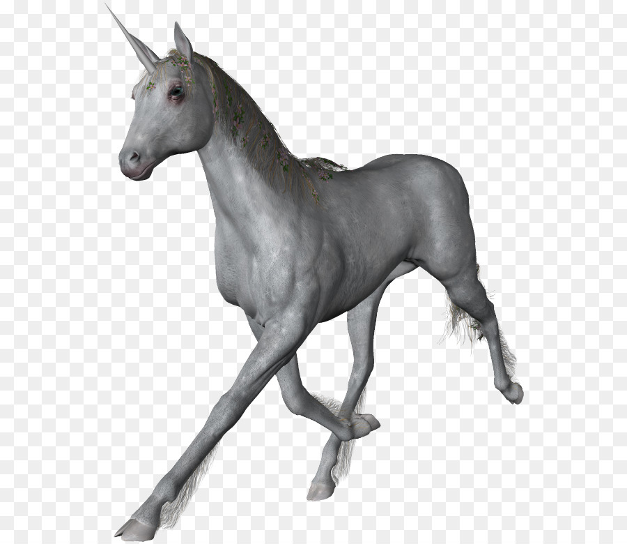 Unicornio，Caballo PNG