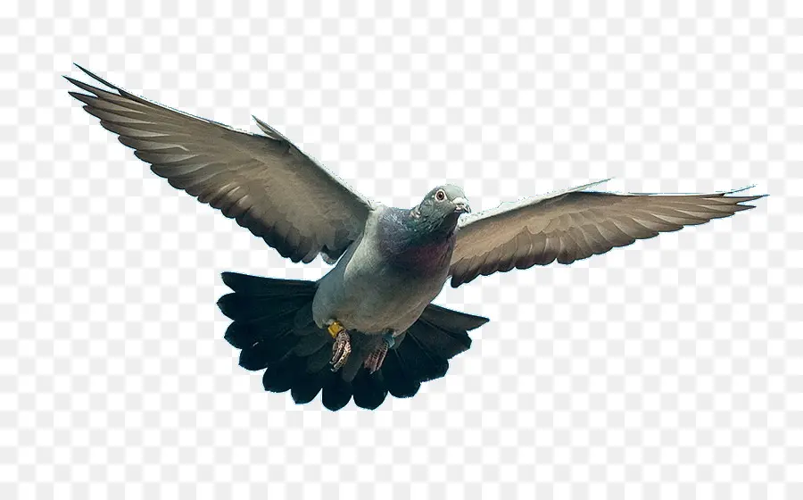 Homing Pigeon，Columbidae PNG