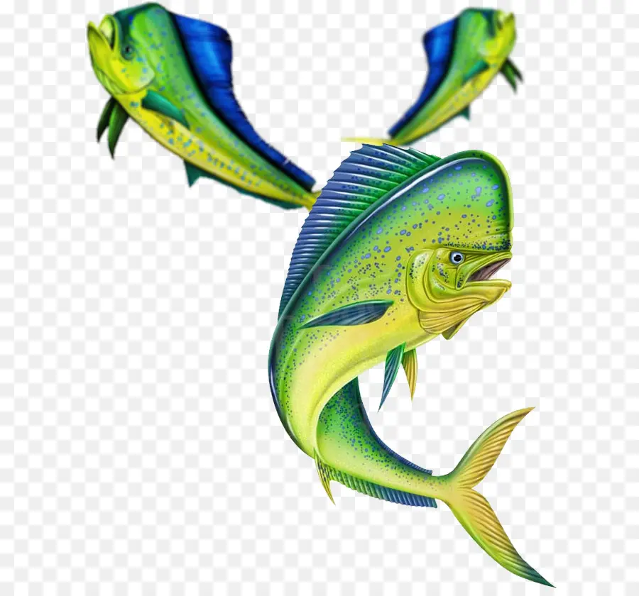 Los Peces，Ttop PNG