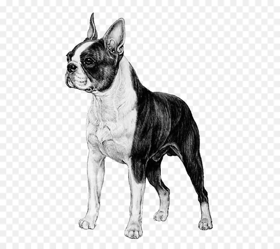 Boston Terrier，Bulldog De Juguete PNG