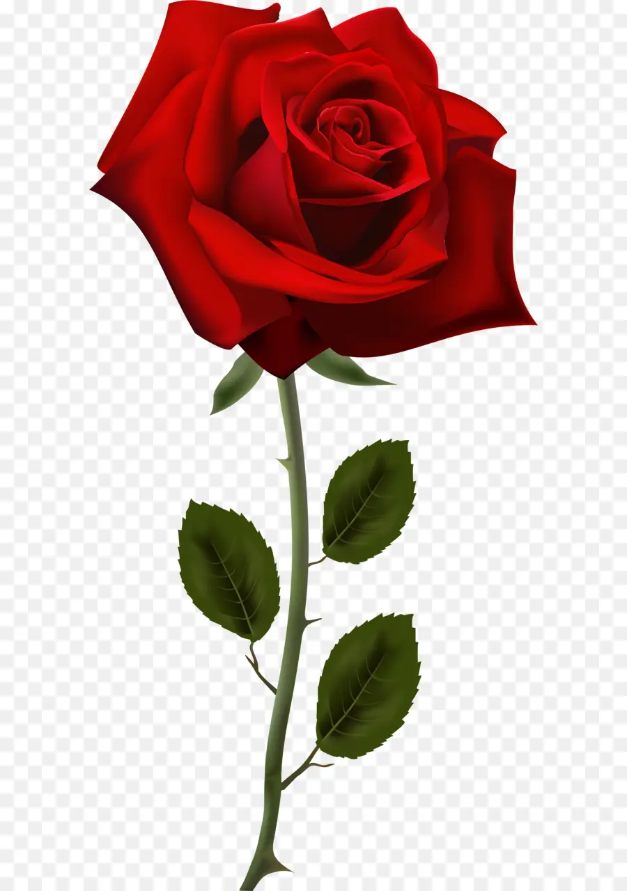 Rosa，Fondo De Escritorio PNG