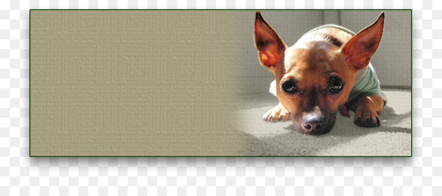 Raza De Perro，Toy Fox Terrier PNG