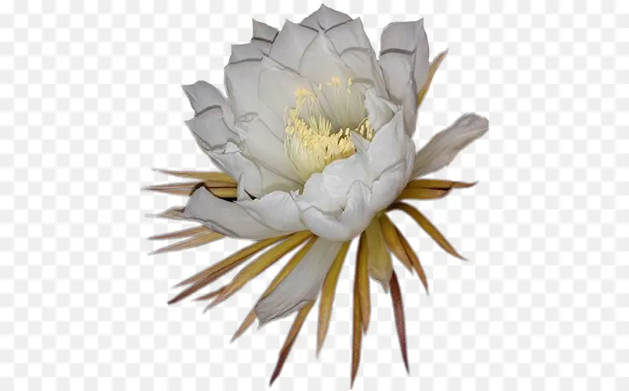 Largeflowered Cactus，Epiphyllum PNG