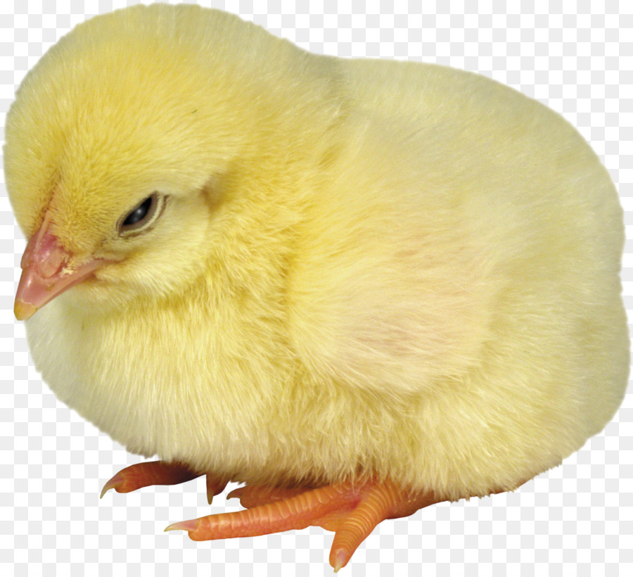 Pollo，Fondo De Escritorio PNG