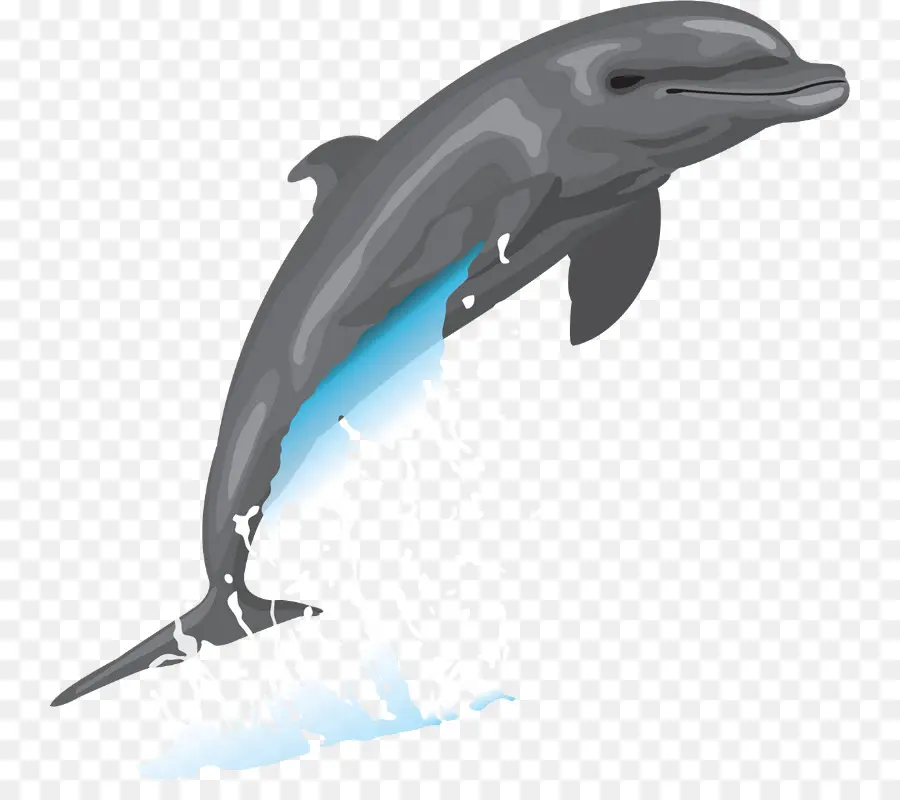 Común Delfín Nariz De Botella，Dolphin PNG