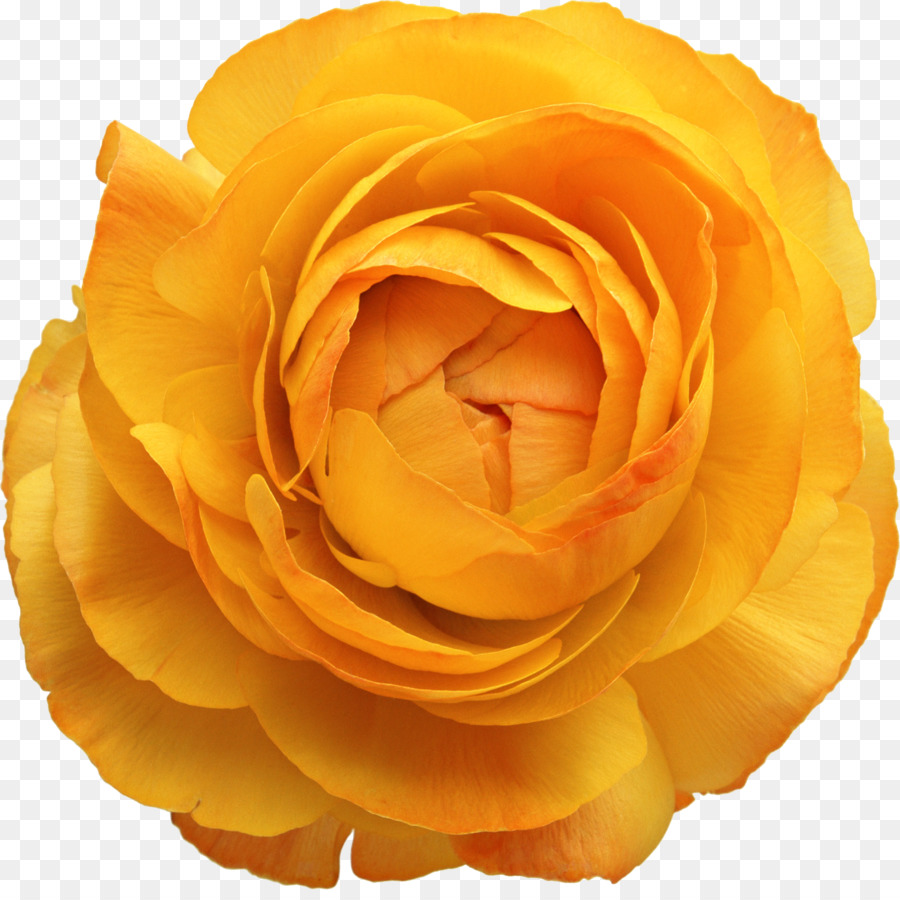 Flor，Amarillo PNG