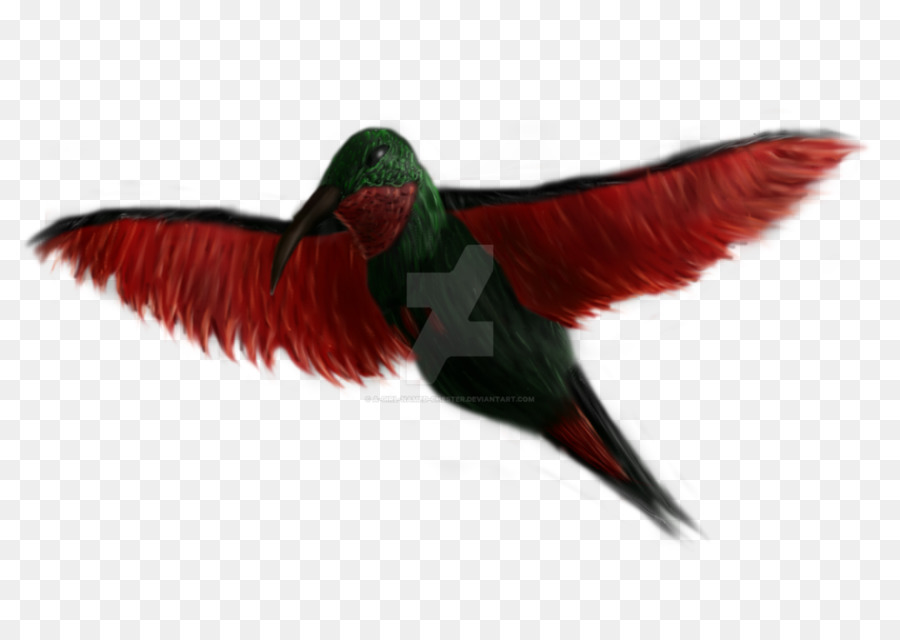 Pico，Colibrí PNG