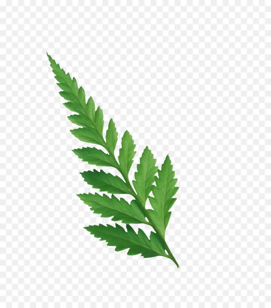 Hoja，Tallo De La Planta PNG