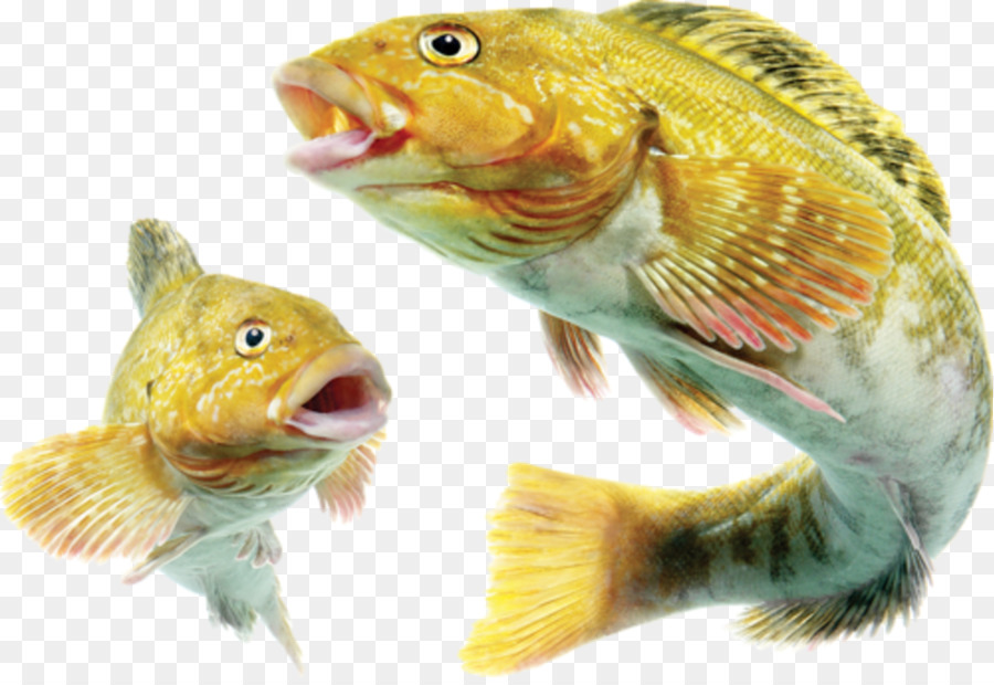 Los Peces，ángel PNG