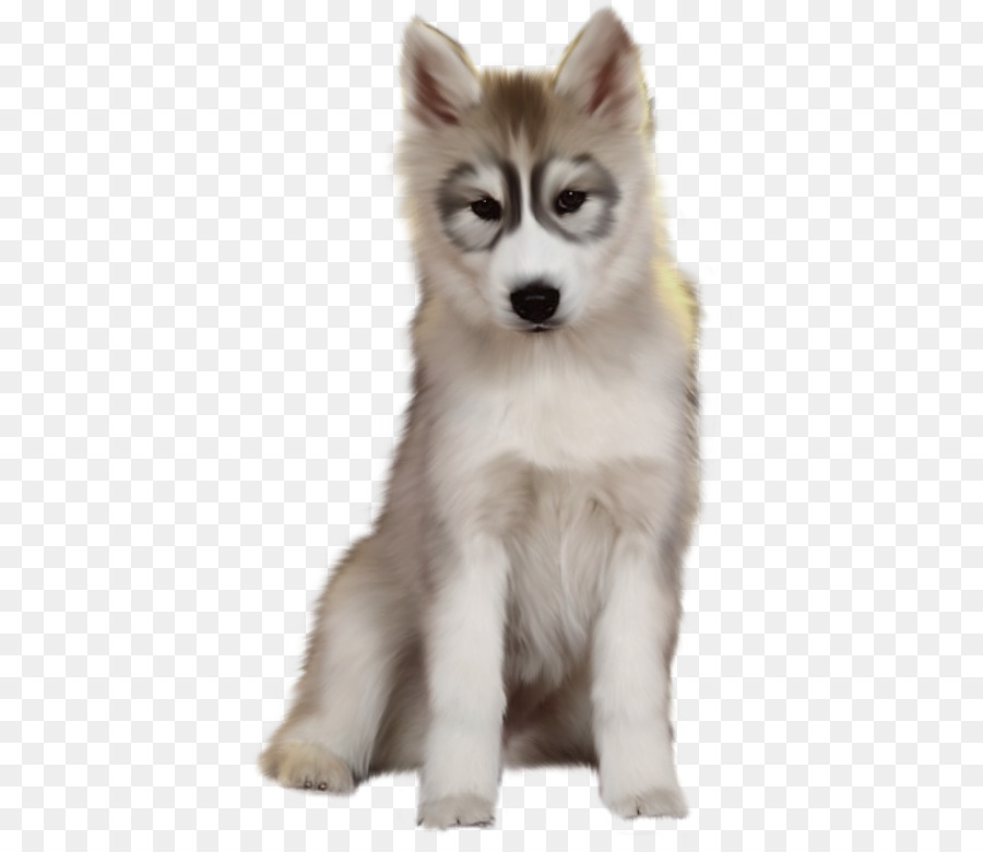 Cachorro Husky，Perro PNG