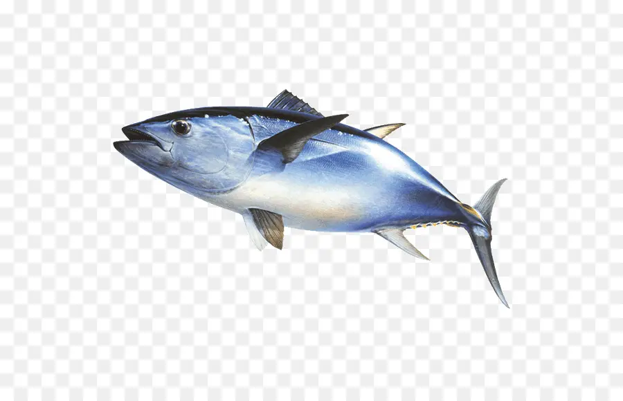 Thunnus，La Caballa PNG