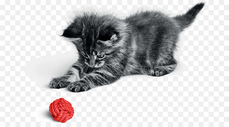 Gatito，Gato PNG