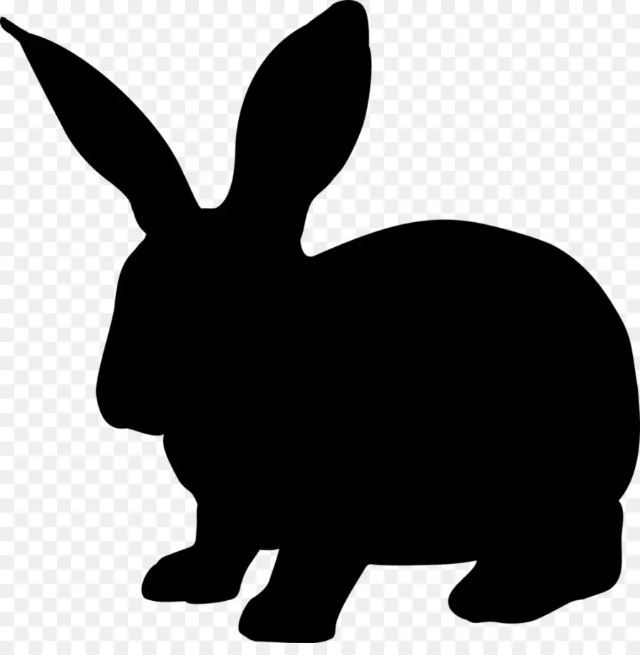 Hare，Conejo PNG