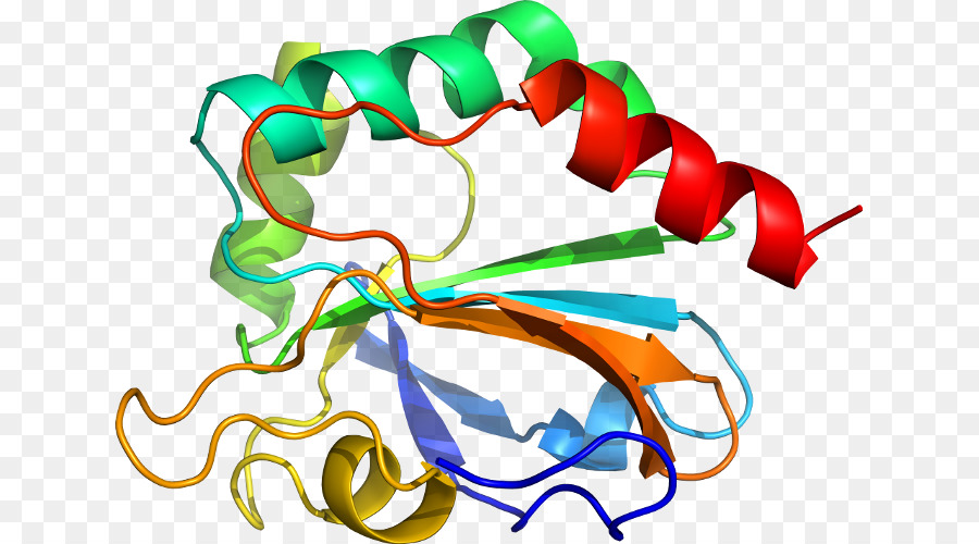 Estructura De La Proteína，Biología PNG