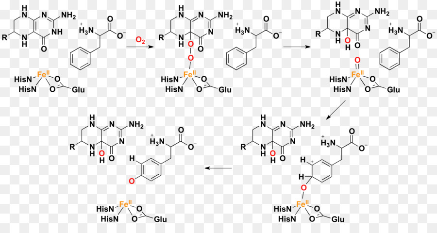 Fenilalanina Hidroxilasa，Fenilalanina PNG