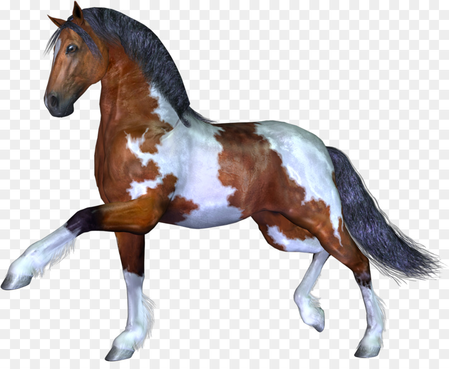 Caballo，Equino PNG