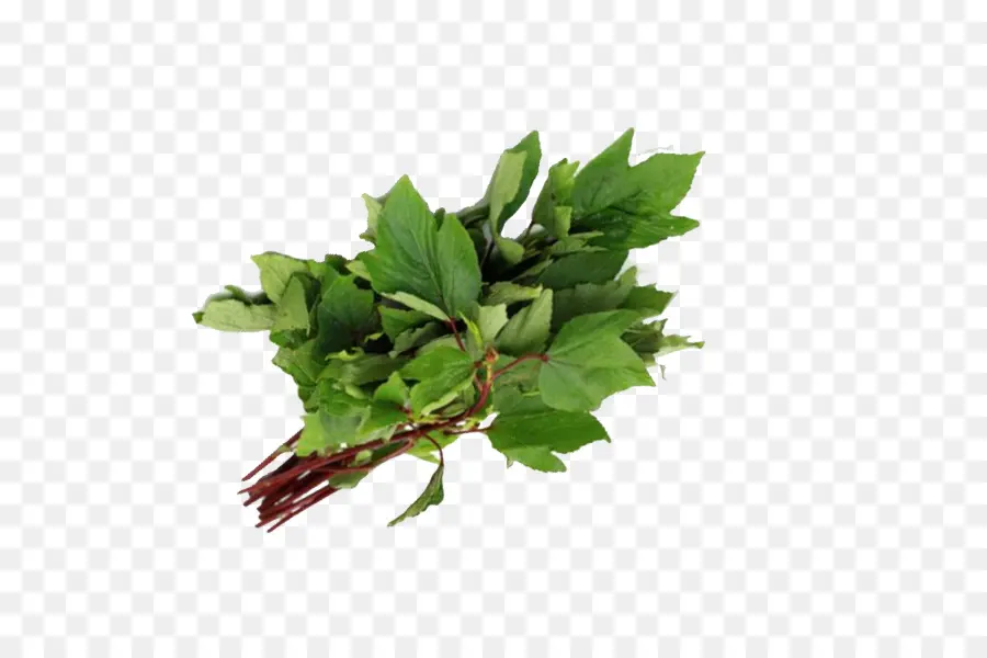 Gongura，La Cocina India PNG