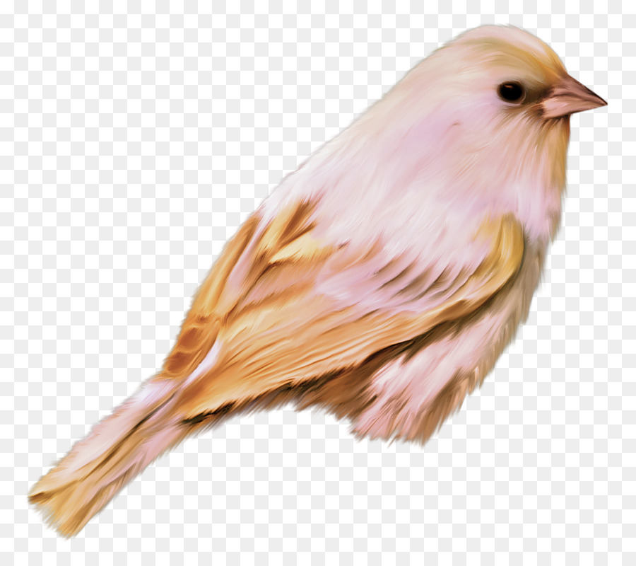 Pájaro，Fondo De Escritorio PNG